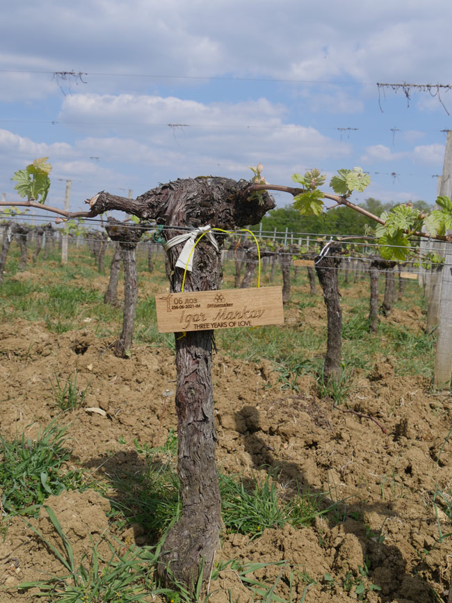 Виноградник на урожай